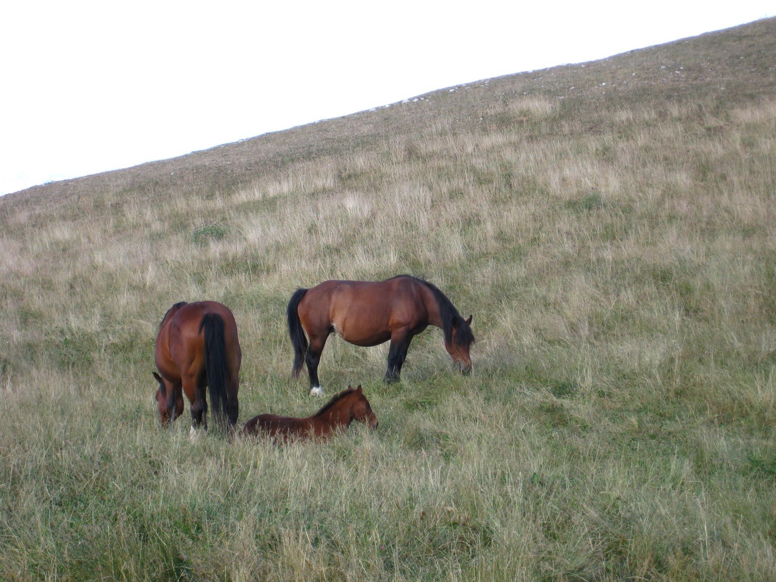 Catria Horse